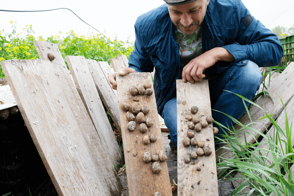 Andreas Gugumuck zeigt seine Schnecken auf der Unterseite eines feuchten Holzbretts.